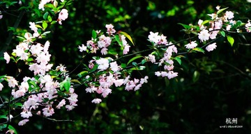 20090326-DSC_0022