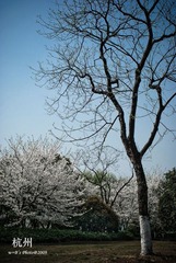 20090326-DSC_0003