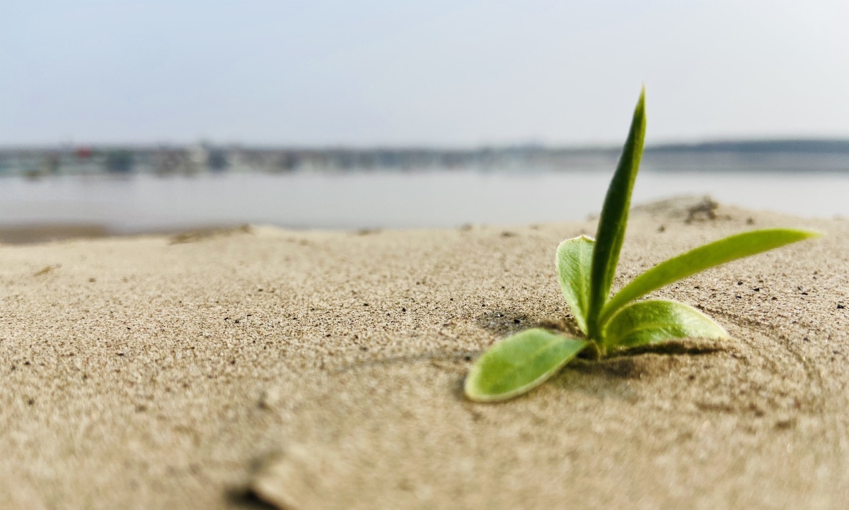 生命的磅礴之力