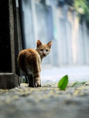 IMG_8793-鼓浪屿的猫咪很幸运