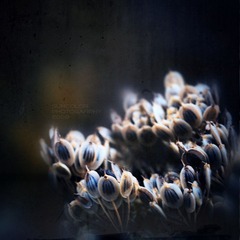 NATURE-2