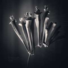 NATURE-2