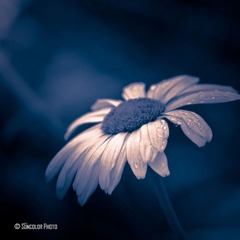 flower in dark