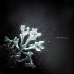 无名小花