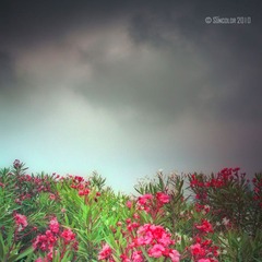 _6274218