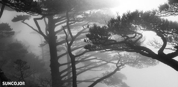 黄山 雾