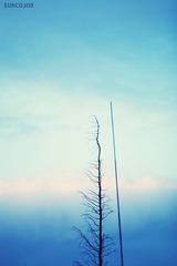 曲与直