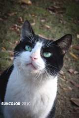 cat