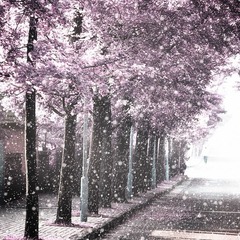 红外飘花花非花