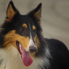gooddog