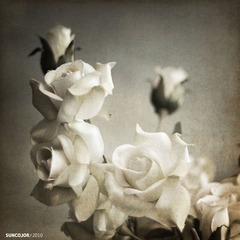 rose-