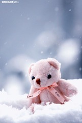 雪中的粉熊