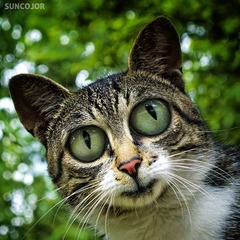 液化猫