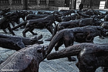 狼群798-IMG_2115+