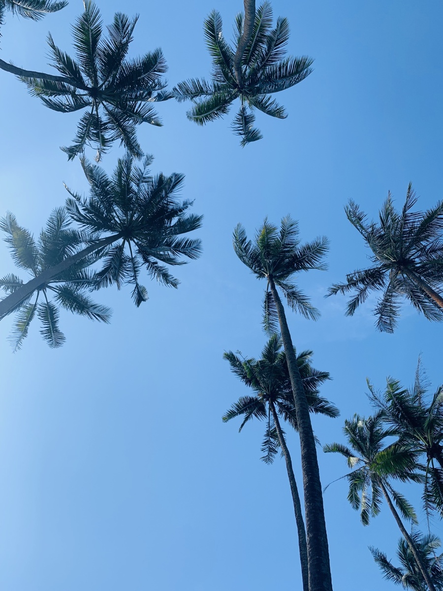 蓝翔技校挖掘机班