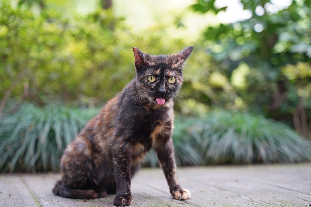 吐舌头的玳瑁猫