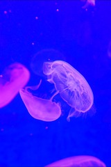 1177D8BE-692F-44F4-ABC6-D1DE484F0304/L0/001