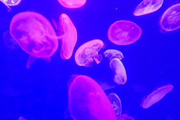 725B4B4A-D122-44B7-A909-4CC1C8598499/L0/001