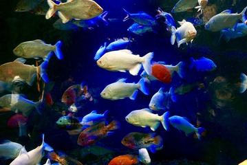 D8AA0932-9AB9-4048-816F-233440B5A2C7/L0/001