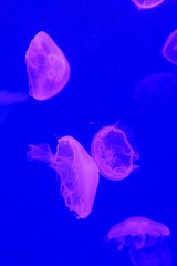 75983484-9E8A-4AA1-9B16-B302717EEF75/L0/001