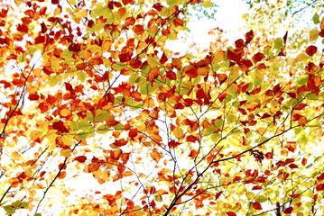 E1299A82-A262-4312-9E6B-32E16111B040/L0/001