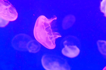 AE7FF333-F7D0-4ADE-86D1-D0D8668235F2/L0/001