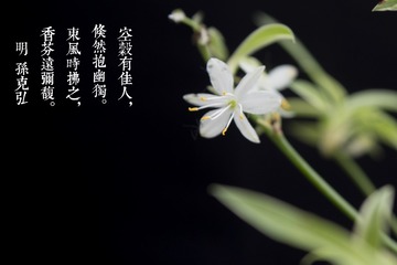 P16_11561