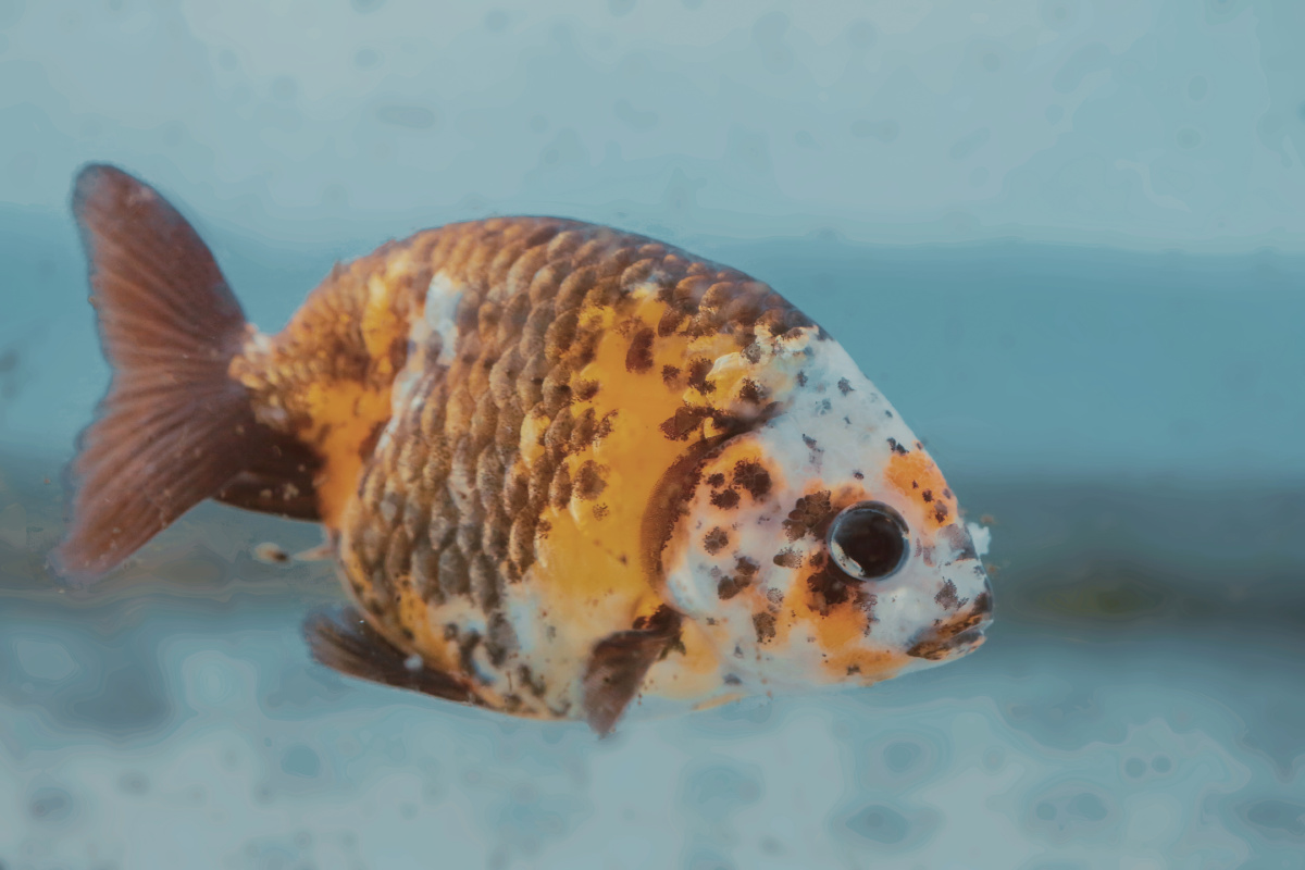 这是一条五花兰寿金鱼兰寿金鱼在不断地人工培育过程中生出了好多花色