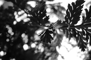 79FA5665-08A2-42EC-AD72-2D404FBDE6B8/L0/001