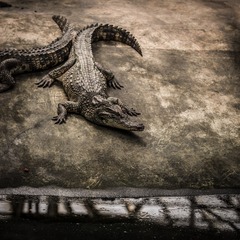 _DSC3286