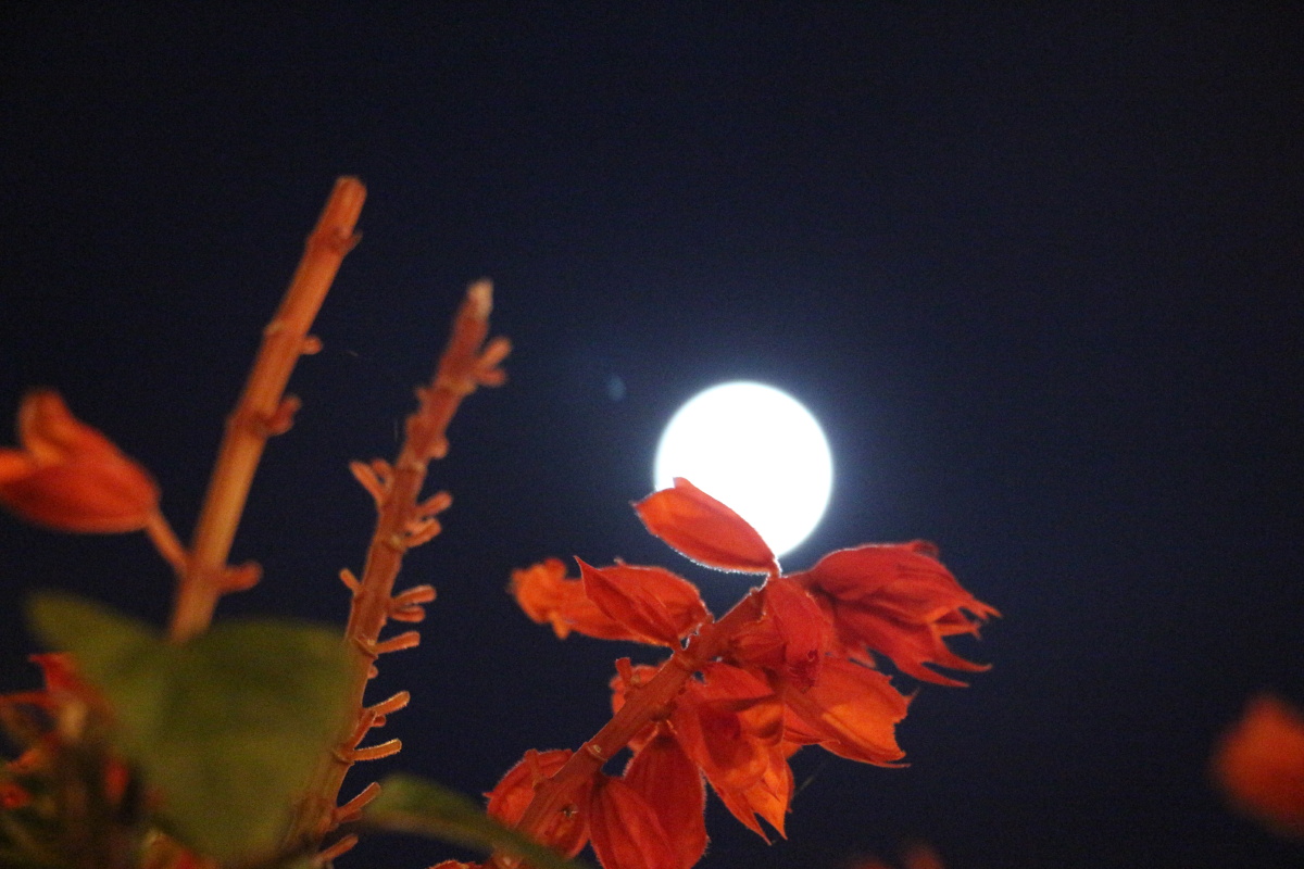 十五的月亮十五的夜晚