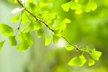 SDIM4868