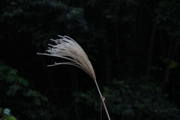 芦苇，随着光圈的不同，背景也越来越不同