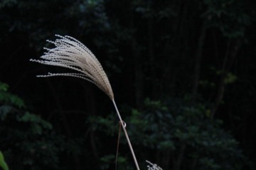 芦苇，随着光圈的不同，背景也越来越不同