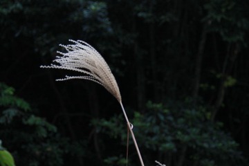 芦苇，随着光圈的不同，背景也越来越不同