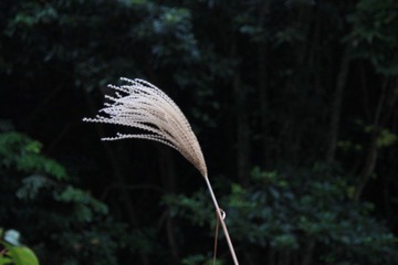 芦苇，随着光圈的不同，背景也越来越不同