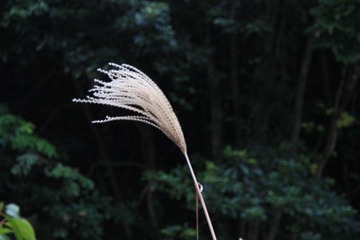 芦苇，随着光圈的不同，背景也越来越不同