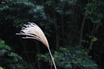 芦苇，随着光圈的不同，背景也越来越不同