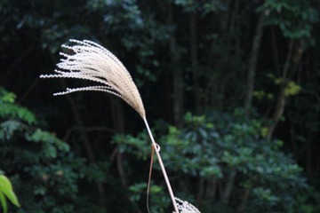 芦苇，随着光圈的不同，背景也越来越不同