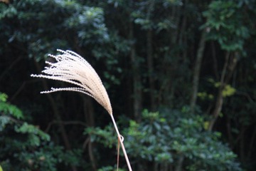 芦苇，随着光圈的不同，背景也越来越不同