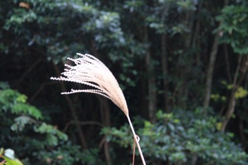 芦苇，随着光圈的不同，背景也越来越不同
