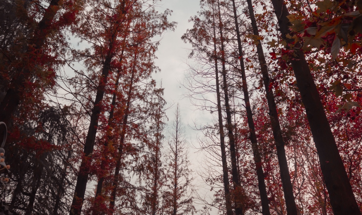 穿过挪威的森林