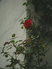 C55F3437-0CDB-4030-83F0-CEBCCFAE97C3/L0/001
