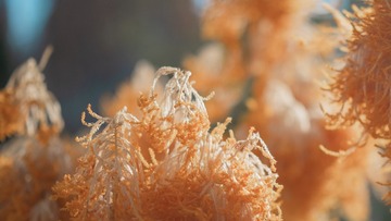 7D6409FD-072A-4615-A52E-10CD34AD44C7/L0/001