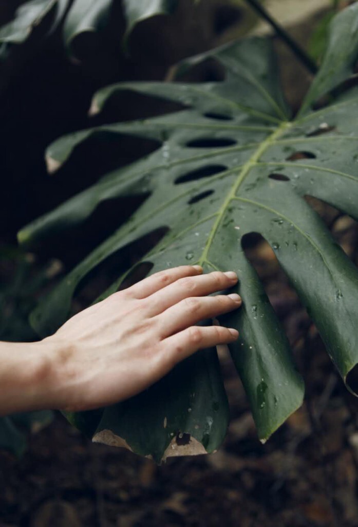 植物在雨中呼吸<br />
我在你的眼泊里呼吸