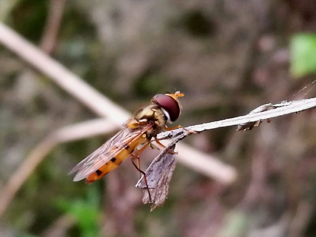 一只蚊子蜂在一根枯草上暂歇进入p9微距