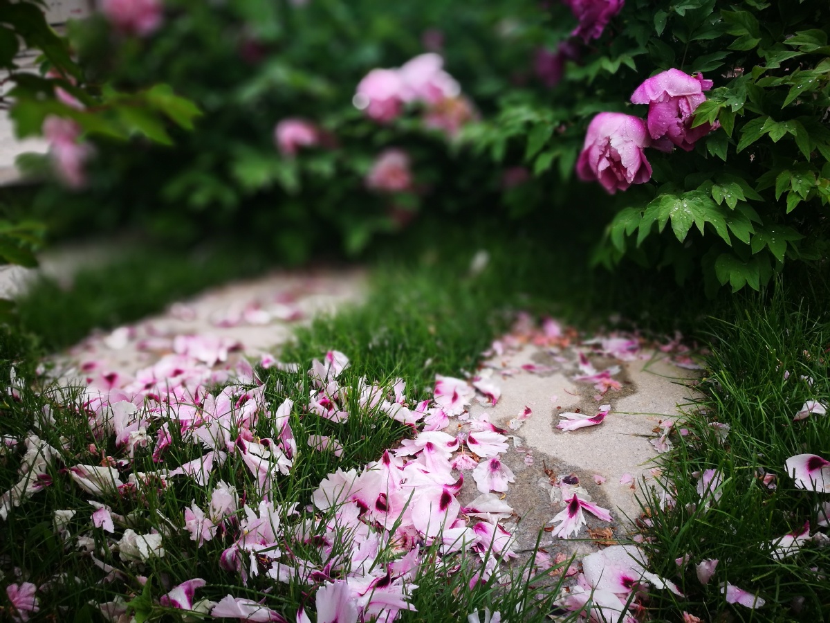 雨打牡丹花落去