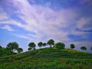 潇湘茶山
