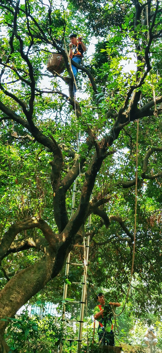 树上树下配合摘荔枝