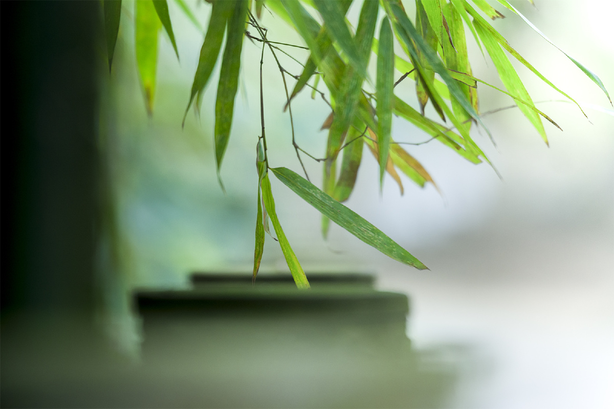 1/126图库热卖图:春#竹绿色竹林生命#竹子特写奇妙的自然界绿色植物还